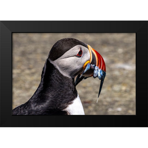 Atlantic Puffin with fish on Machias Seal island-Maine-USA Black Modern Wood Framed Art Print by Haney, Chuck