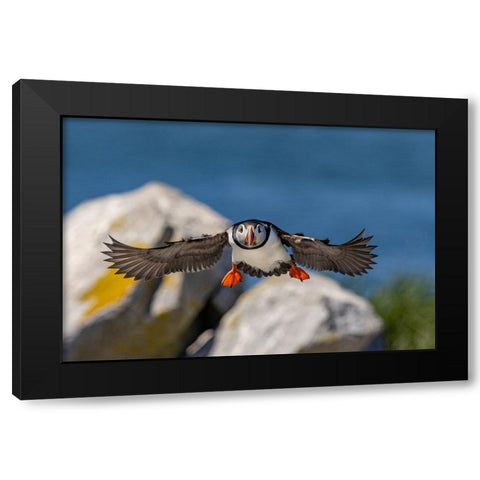 Atlantic Puffins in flight on Machias Seal island-Maine-USA Black Modern Wood Framed Art Print with Double Matting by Haney, Chuck