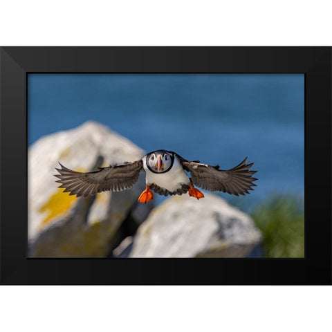 Atlantic Puffins in flight on Machias Seal island-Maine-USA Black Modern Wood Framed Art Print by Haney, Chuck