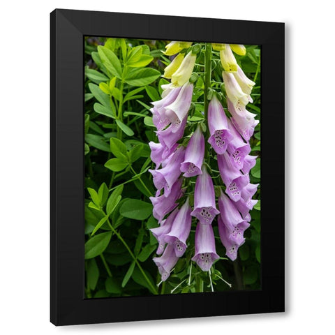Foxglove in Somesville-Maine-USA Black Modern Wood Framed Art Print with Double Matting by Haney, Chuck