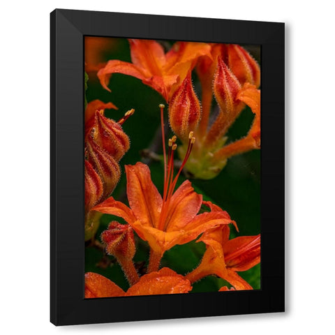 Tangerine Delight Azalea flowers in Northeast Harbor-Maine-USA Black Modern Wood Framed Art Print with Double Matting by Haney, Chuck
