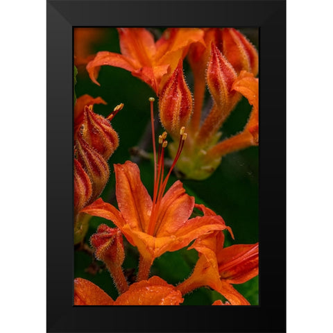 Tangerine Delight Azalea flowers in Northeast Harbor-Maine-USA Black Modern Wood Framed Art Print by Haney, Chuck