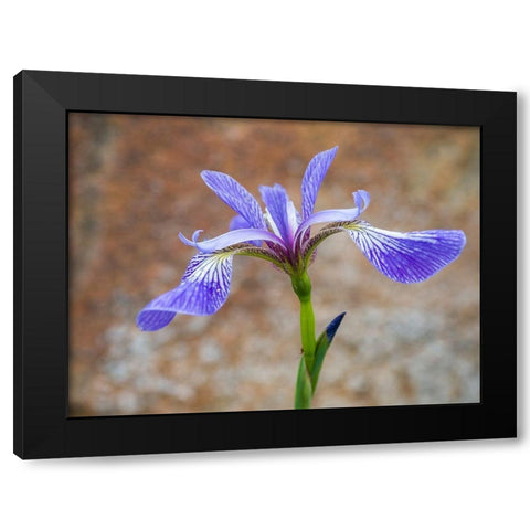 Maine Wild Iris-Schoodic Point-Schoodic Peninsula-Acadia National Park Black Modern Wood Framed Art Print with Double Matting by Eggers, Julie