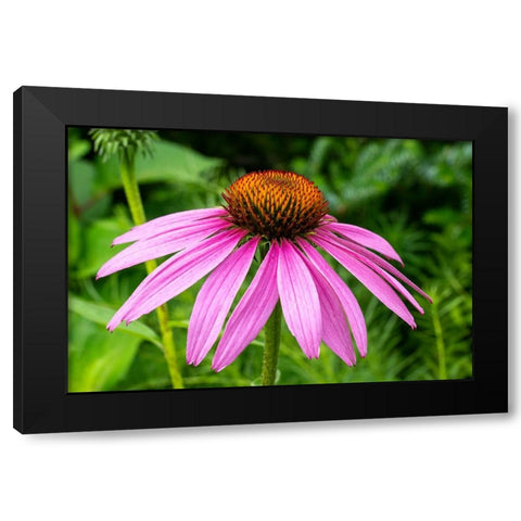 Boothbay Harbor-Maine-USA Coastal Maine Botanical Garden Black Modern Wood Framed Art Print by Horton, Janet