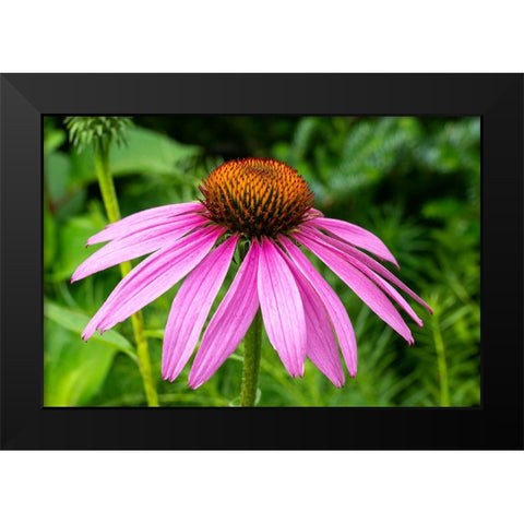 Boothbay Harbor-Maine-USA Coastal Maine Botanical Garden Black Modern Wood Framed Art Print by Horton, Janet