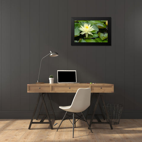 Boothbay Harbor-Maine-USA Coastal Maine Botanical Gardens Yellow Water Lily (Nymphea Mexicana) Black Modern Wood Framed Art Print by Horton, Janet