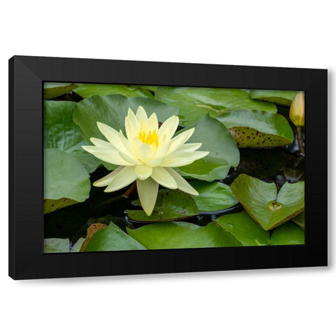 Boothbay Harbor-Maine-USA Coastal Maine Botanical Gardens Yellow Water Lily (Nymphea Mexicana) Black Modern Wood Framed Art Print by Horton, Janet