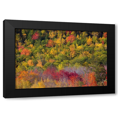 Maine Fall foliage in Acadia National Park Black Modern Wood Framed Art Print with Double Matting by Wells, Joanne