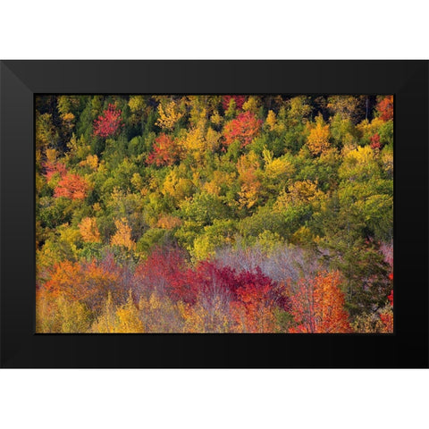 Maine Fall foliage in Acadia National Park Black Modern Wood Framed Art Print by Wells, Joanne