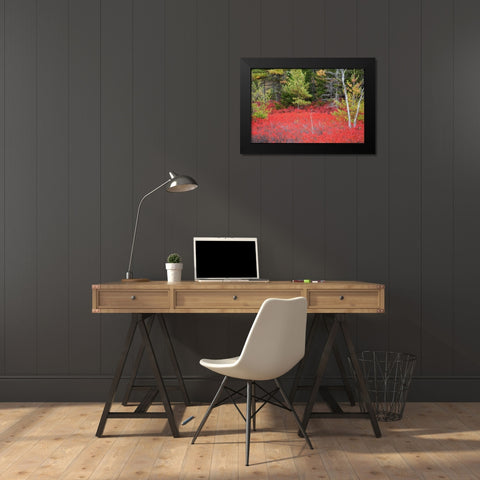 Maine Red blueberry bushes in Acadia National Park Black Modern Wood Framed Art Print by Wells, Joanne