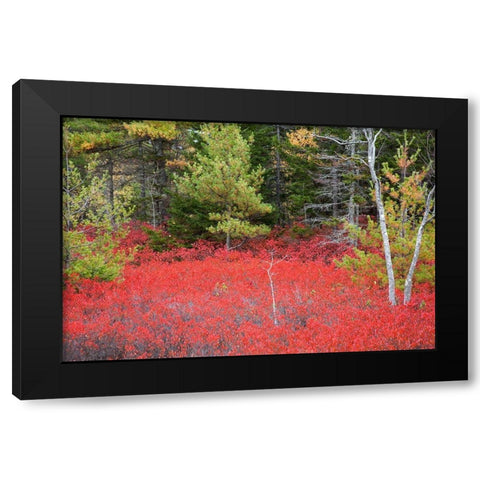 Maine Red blueberry bushes in Acadia National Park Black Modern Wood Framed Art Print by Wells, Joanne