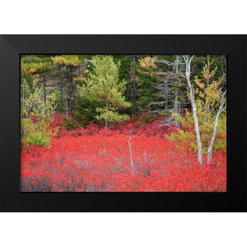 Maine Red blueberry bushes in Acadia National Park Black Modern Wood Framed Art Print by Wells, Joanne
