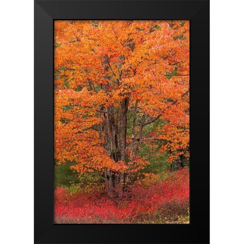 Maine Autumn tree with Red blueberry bushes in Acadia National Park Black Modern Wood Framed Art Print by Wells, Joanne