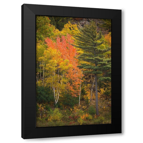 Maine Fall foliage in Acadia National Park Black Modern Wood Framed Art Print by Wells, Joanne
