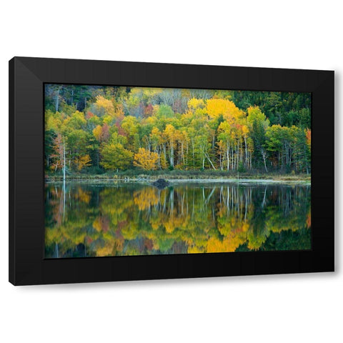 Maine Reflections at Beaver Dam Pond in Acadia National Park Black Modern Wood Framed Art Print with Double Matting by Wells, Joanne
