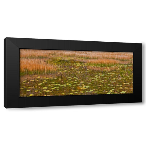 USA-New England-Maine-Mt-Desert Island-Acadia National park with lily pads in small pond with golde Black Modern Wood Framed Art Print by Gulin, Sylvia