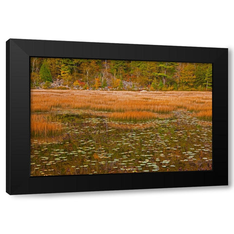 USA-New England-Maine-Mt-Desert Island-Acadia National park with lily pads in small pond with golde Black Modern Wood Framed Art Print with Double Matting by Gulin, Sylvia
