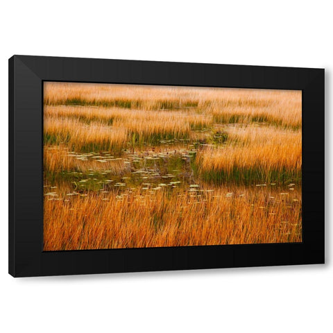USA-New England-Maine-Mt-Desert Island-Acadia National park with lily pads in small pond with golde Black Modern Wood Framed Art Print by Gulin, Sylvia