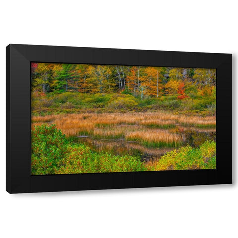 USA-New England-Maine-Mt-Desert Island-Acadia National park with lily pads in small pond with golde Black Modern Wood Framed Art Print by Gulin, Sylvia