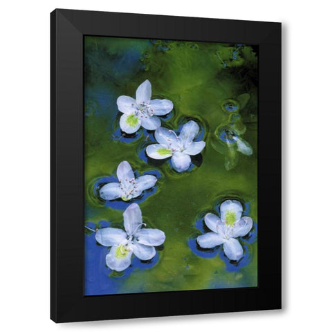 Maryland, Azalea blossoms floating in a stream Black Modern Wood Framed Art Print with Double Matting by Rotenberg, Nancy