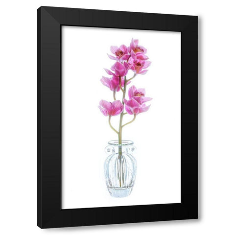 Maryland-Bethesda Flowers Black Modern Wood Framed Art Print with Double Matting by Looney, Hollice