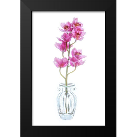 Maryland-Bethesda Flowers Black Modern Wood Framed Art Print by Looney, Hollice