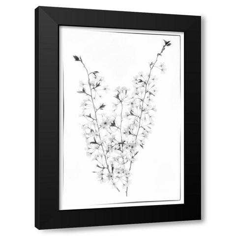 Maryland-Bethesda Cherry blossoms in black and white Black Modern Wood Framed Art Print by Looney, Hollice