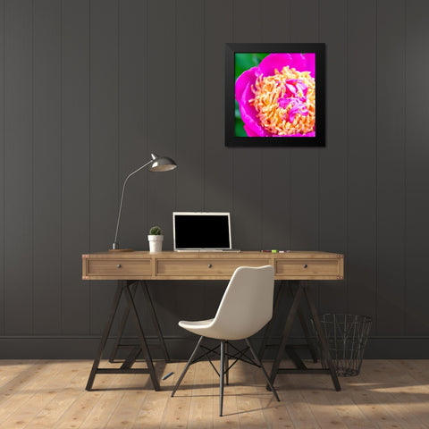 Maryland-Bethesda Springtime flower Black Modern Wood Framed Art Print by Looney, Hollice