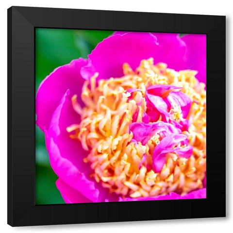 Maryland-Bethesda Springtime flower Black Modern Wood Framed Art Print with Double Matting by Looney, Hollice