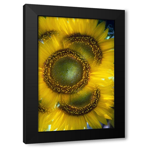 Massachusetts, Abstract of sunflowers Black Modern Wood Framed Art Print by Noble Gardner, Nancy