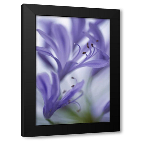 Massachusetts Detail of agapanthus flower Black Modern Wood Framed Art Print by Noble Gardner, Nancy