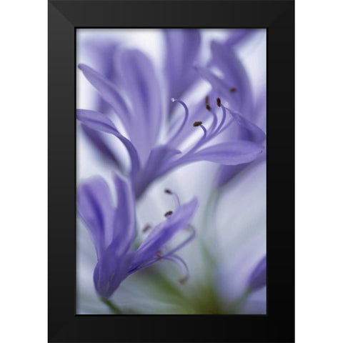 Massachusetts Detail of agapanthus flower Black Modern Wood Framed Art Print by Noble Gardner, Nancy