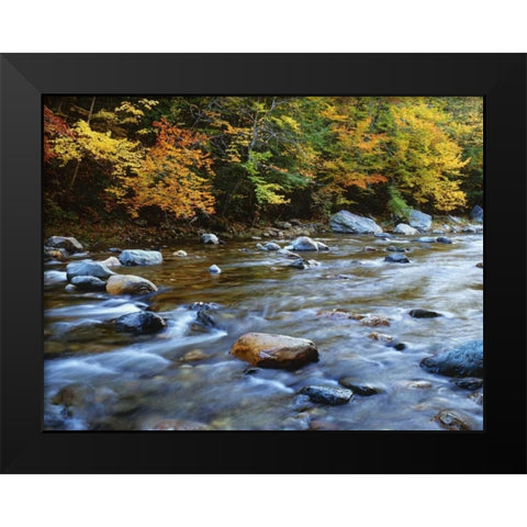 MA, Savoy Forest Autumn beside the Cold River Black Modern Wood Framed Art Print by Flaherty, Dennis
