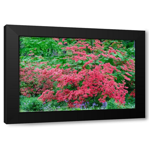 Pink Azalea Bush at Arnold Arboretum heralds springtime Black Modern Wood Framed Art Print by Garber, Howie