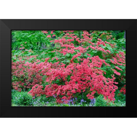 Pink Azalea Bush at Arnold Arboretum heralds springtime Black Modern Wood Framed Art Print by Garber, Howie