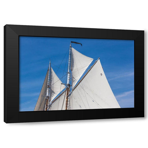 New England-Massachusetts-Cape Ann-Gloucester-Gloucester Schooner Festival-schooner sails Black Modern Wood Framed Art Print with Double Matting by Bibikow, Walter
