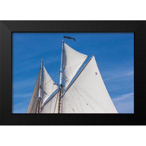 New England-Massachusetts-Cape Ann-Gloucester-Gloucester Schooner Festival-schooner sails Black Modern Wood Framed Art Print by Bibikow, Walter