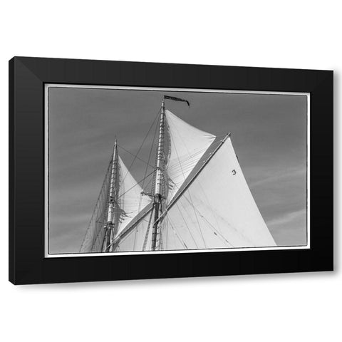 New England-Massachusetts-Cape Ann-Gloucester-Gloucester Schooner Festival-schooner sails Black Modern Wood Framed Art Print by Bibikow, Walter