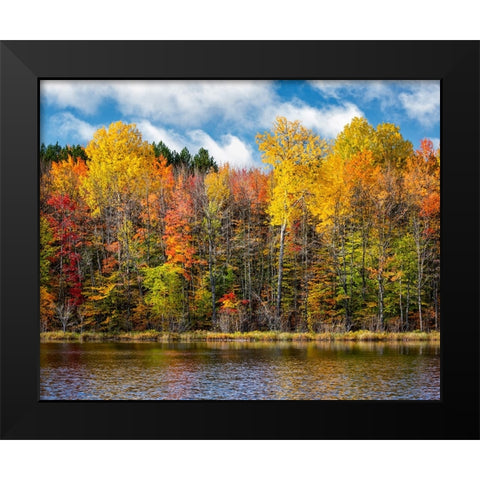 USA-Michigan-Upper Peninsula-Munising Autumn trees at Thornton Lake Black Modern Wood Framed Art Print by Collins, Ann
