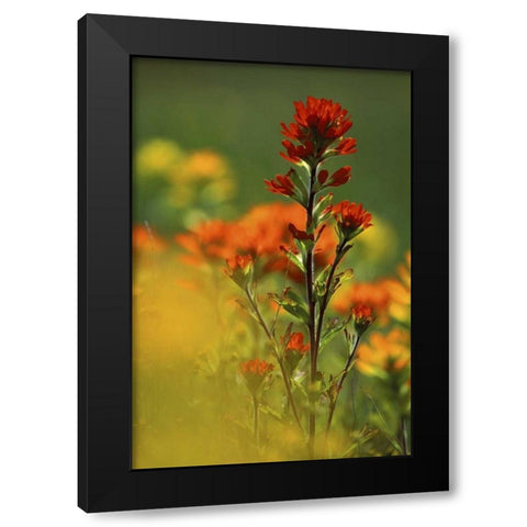 MI, Drummond Island, Red Indian paintbrush Black Modern Wood Framed Art Print with Double Matting by Carlson, Mark