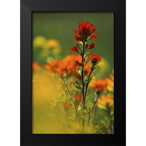 MI, Drummond Island, Red Indian paintbrush Black Modern Wood Framed Art Print by Carlson, Mark