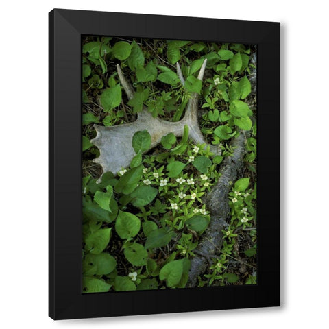 MI, Isle Royale NP, Moose antler in bunchberry Black Modern Wood Framed Art Print with Double Matting by Carlson, Mark