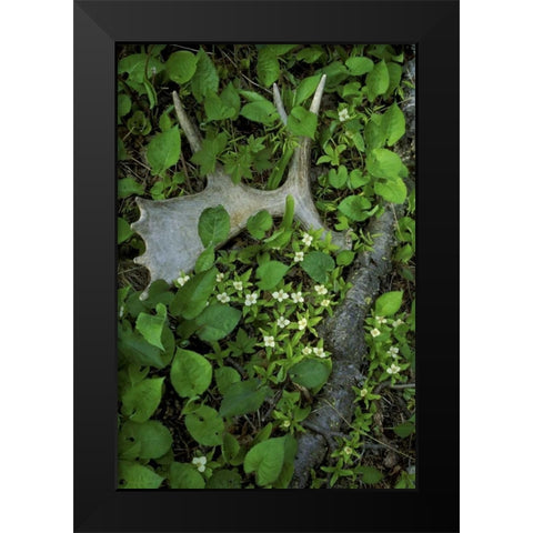 MI, Isle Royale NP, Moose antler in bunchberry Black Modern Wood Framed Art Print by Carlson, Mark