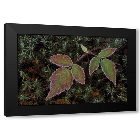 MI, Blackberry bramble leaves and hair cap moss Black Modern Wood Framed Art Print with Double Matting by Carlson, Mark