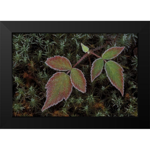 MI, Blackberry bramble leaves and hair cap moss Black Modern Wood Framed Art Print by Carlson, Mark