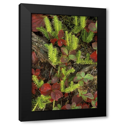 MI, Upper Peninsula, Club moss and bunchberry Black Modern Wood Framed Art Print with Double Matting by Carlson, Mark