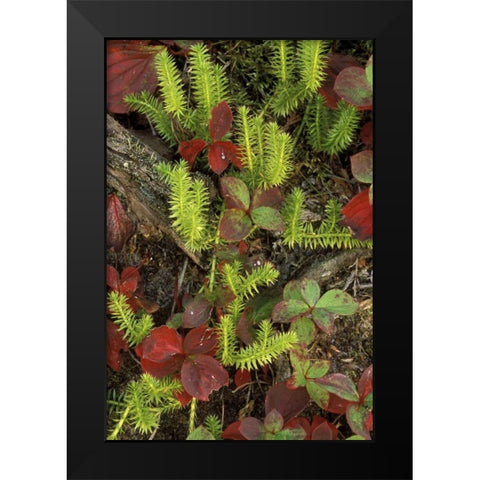 MI, Upper Peninsula, Club moss and bunchberry Black Modern Wood Framed Art Print by Carlson, Mark