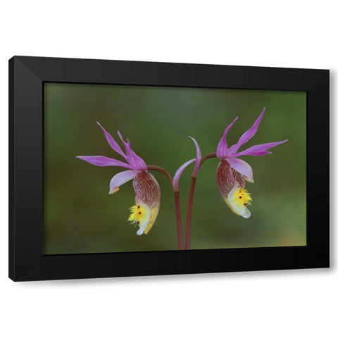 Michigan, Upper Peninsula, Calypso orchids Black Modern Wood Framed Art Print with Double Matting by Carlson, Mark