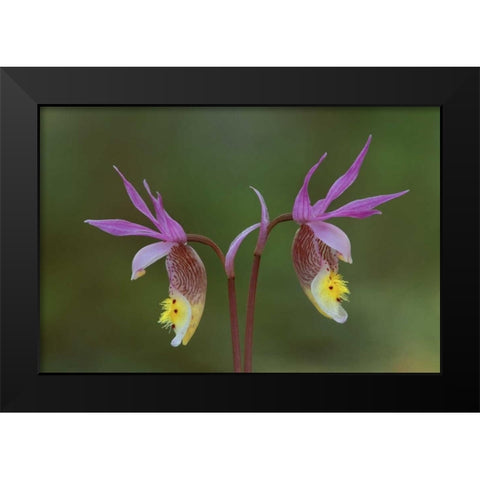 Michigan, Upper Peninsula, Calypso orchids Black Modern Wood Framed Art Print by Carlson, Mark