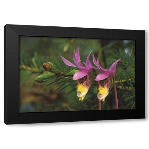 MI, Pair of calypso orchids by a balsam fir Black Modern Wood Framed Art Print by Carlson, Mark